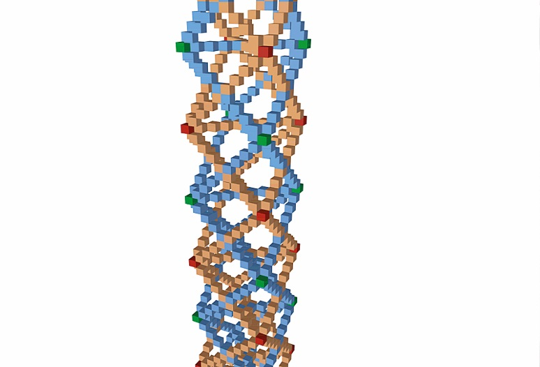 التركيب المتواصل لأقطار المجموعتَيْن المتباينتَيْن في المكعَّب وتمثيلها للأساس الهندسي الذي يحدِّد مسار اللَّولب المنتظم الحامل لمكوِّنات DNA.